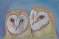 Beautiful Owls